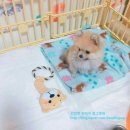 캄그루밍 | [포메분양후기/포메라니안]포메라니안 분양 후 잘지내고 있어요^^