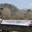 벚꽃마을 | [파주 여행] 서울 근교 벚꽃 가장 늦게 피는 곳! 파주 밤고지마을 벚꽃 막차 후기🌸 (26.4.11)