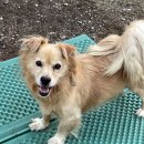 강아지 마을 이미지