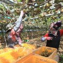 김진근농장 이미지