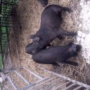 방목흑돼지 이미지