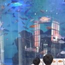 물고기수산 | 여수가볼만한곳 전라남도해양수산과학관 물고기 먹이주기 체험 무슬목해변 아이와 방문 후기