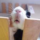 행복한종합동물병원 이미지