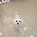 행복애견미용실 이미지