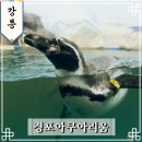 강릉 실내 가볼만한곳 경포아쿠아리움 주차 할인 여행기