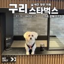 땡자애견 | 애견동반 가능한 구리 스타벅스 갈매dt점 방문후기