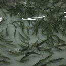 강원도내수면자원센터 이미지