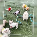 플레이독(애견유치원&호텔) 이미지