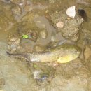 황소 개구리 올챙이 입니다. 이미지