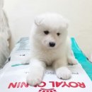 더 뷰티 독 이미지