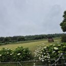 함덕바람집 | 제주 예쁜 꽃이 만발한 카페글렌코. 함덕해수욕장을 품은 카페델몬도. 유럽감성의 고풍스러운 카페 테라...