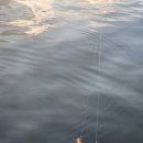 태안호스릴-60 | 제3회 히트작 갑오징어 낚시 대회 참가 후기! 초보도 가능한 갑오징어 좌대 낚시!(영목항 대일좌대/모아...