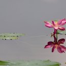 화.수.목 이미지