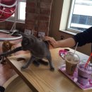 냐옹냐옹고양이카페 이미지