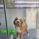 빼로독 강아지분양 의정부본점 이미지