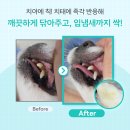 클릭 덴탈 | 강아지를 위한 완벽한 구강 관리, 바이랩 덴탈 스프레이!