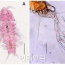 신종생물 이미지