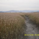 순천만 갈대밭 이미지