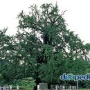 두곡리 은행나무 이미지