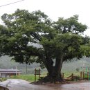 잣나무골 이미지