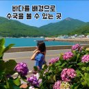 거제체육공원 | 거제 수국 명소 추천 2026 저구항 수국축제 주차 실시간 개화 후기