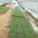 아미로농장 이미지