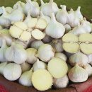 충북농업기술원 마늘연구소 이미지