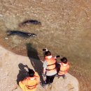 점박이 물범가족 이미지