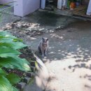 원조먹거리식당 이미지