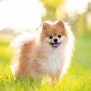 반려동물 테마파크 이미지