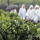 신효동-21 이미지