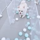 댕댕큘럼 이미지