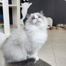 고양이날다 이미지