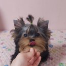 루시드 리엔 이미지