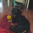 댕이의하루 이미지