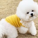 봉봉피치