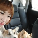 개아범콜 | 양평 애견펜션 유콜잇러브~웰시코기 찌리미와 함께♥