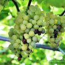 녹수농장 이미지