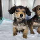 광주TNR동물병원(초월) 이미지