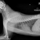 인천동물심장내과 이미지