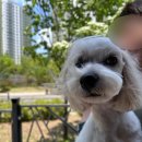 퐁실하개 이미지