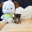 안멍냥 | 치와와분양 후기좋은 강북구 멍냥스타