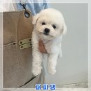 샵봄애견샵 | 세종애견샵 퍼피댕 믿음직한 선택