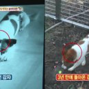 감자동물병원 네이버블로그