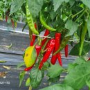 성립농장 이미지