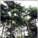 경기구리 동구릉 (매표소-재실-수릉-현릉-건원릉-목릉-휘릉-원릉-경릉-혜릉-숭릉-역사문화관) 탐방기...