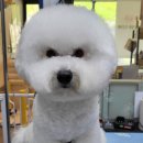 이누펫살롱 이미지