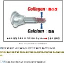 청소년키크는약 내돈내산 후기, 엘비에센셜 성분표 다 뜯어봤어요!