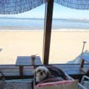 오션비치스파애견펜션 이미지