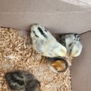 수남농장 이미지